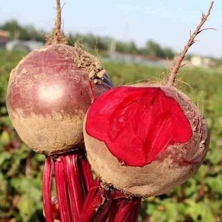 Hạt giống Củ dền đỏ (Italia) 2gr