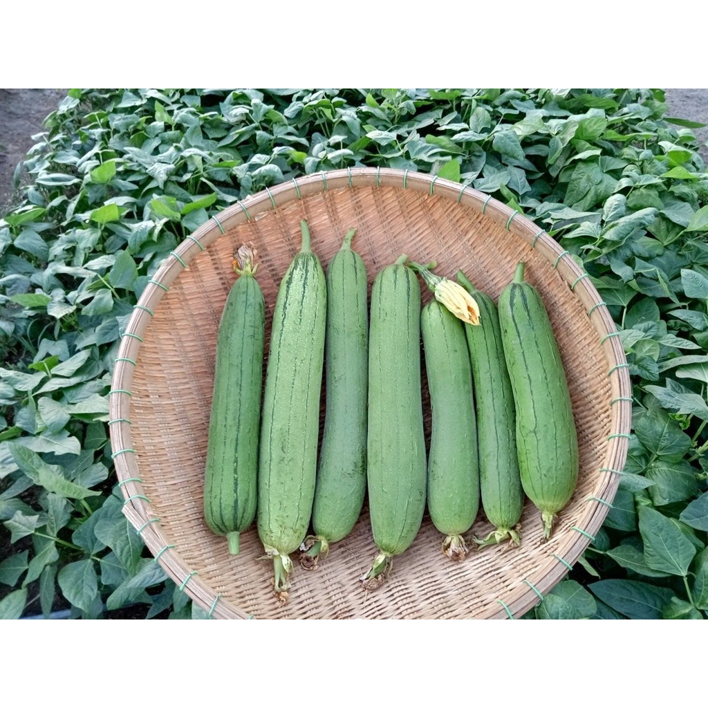 Hạt giống mướp hương xanh trái dài lai F1 - rau củ quả chịu nhiệt 4 mùa ngon nảy mầm cao 20 hạt RADO 32
