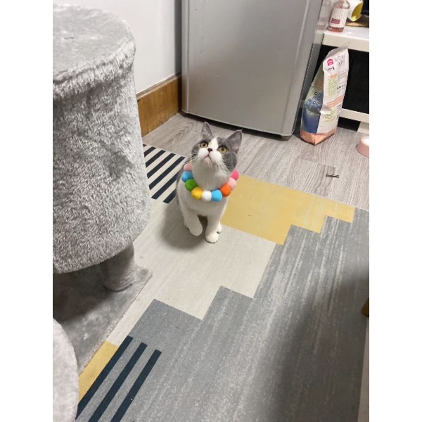 Vòng Cổ Cho Mèo Hình Pom Pom