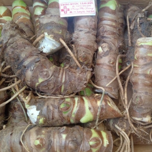 Buôn sỉ 100 củ ráy voi trồng công trình