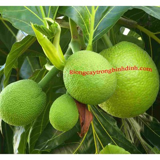 CÂY GIỐNG SAKE