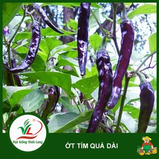 Hạt giống Ớt tím dài (hạt tự thu) - 15 hạt