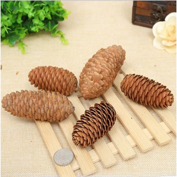 CAM SẤY, THANH QUẾ, QUẢ THÔNG trang trí decor - Lát cam tươi sấy uống trà, thanh quế cạo vỏ, quả thông Noel Giáng sinh