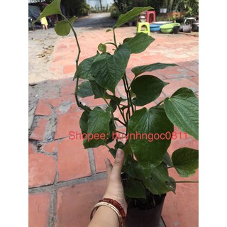 cây lá lốt / lá lốp (5-7 cây/chậu)