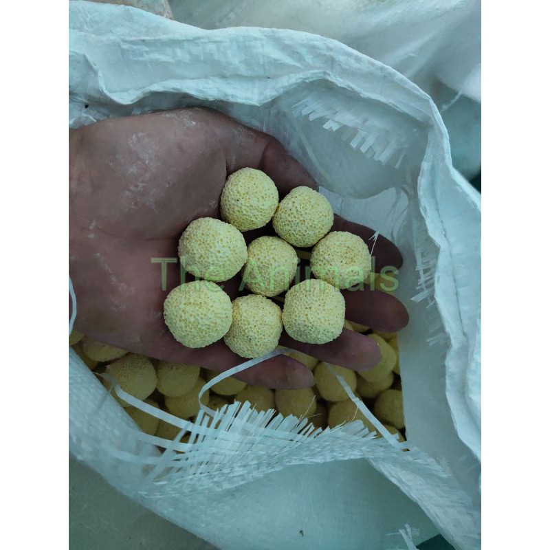 Sứ bi vàng lọc nước cho hồ cá - Lọc tràn- Vật liệu lọc