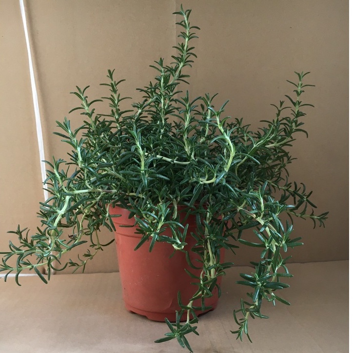 Hương Thảo rủ Hàn. thân cây khỏe, rễ ổn định, tán là rộng, chịu nhiệt tốt