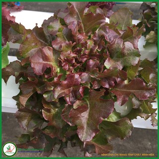 Hạt giống rau Xà lách Red Oakleaf TN 160