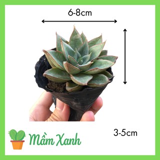 Sen đá size bầu mẫu bất kỳ | succulent