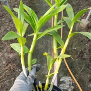 Nắng Alba cây sắp hoa