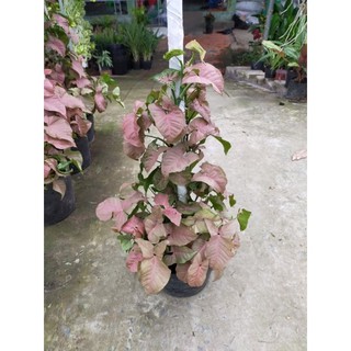 Chậu cứng trầu bà hồng