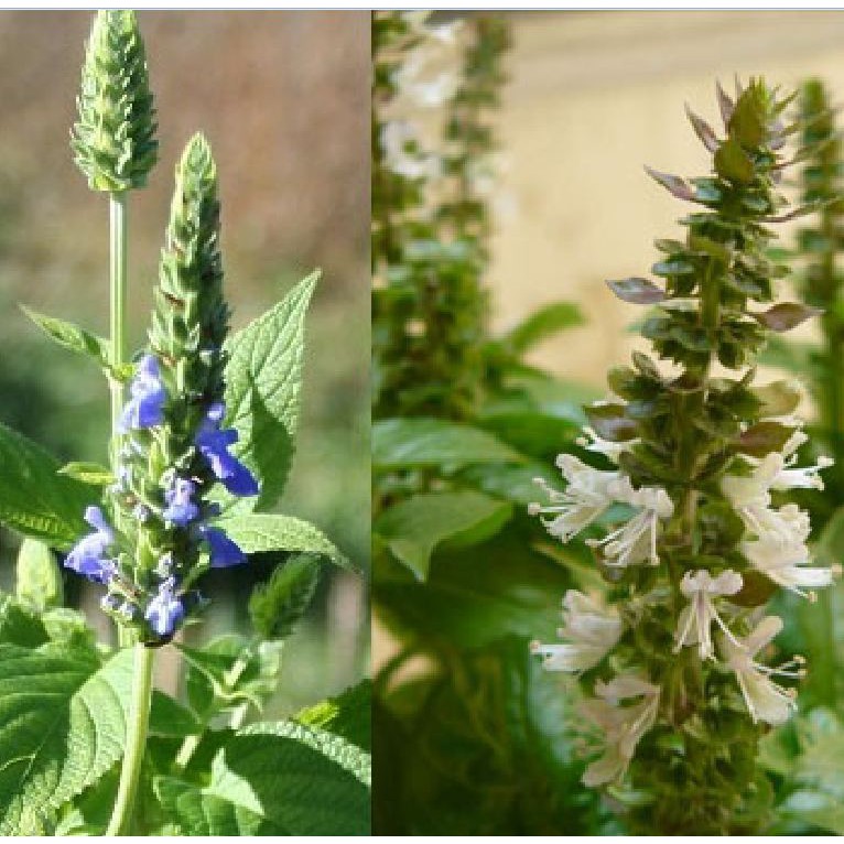 Hạt Giống Hạt Chia - Mỹ (Salvia hispanica) - 100 hạt