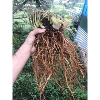 Sâm đương quy tươi Đà Lạt