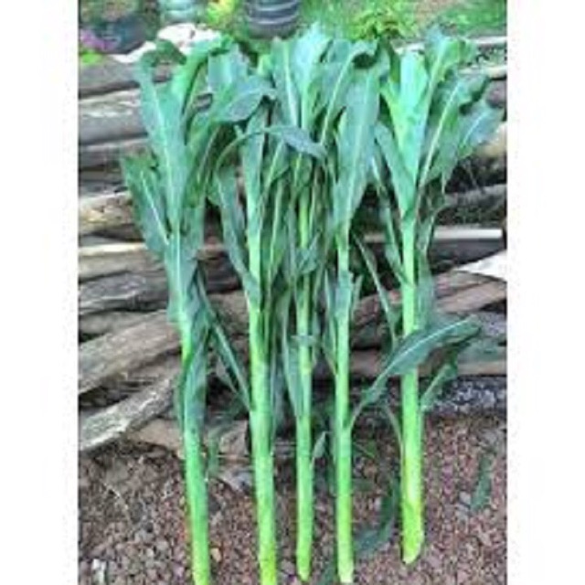 Combo 0,5kg cỏ xả Mobasa Ghine và 0,5kg cỏ Ngô Sudan Super BMR