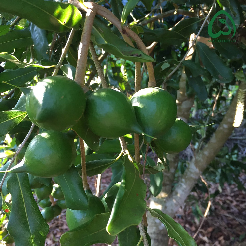 Hạt Macca Sấy Nứt Vỏ Tự Nhiên An's Green Food (Hạt To, Đều, Tặng Kèm Dụng Cụ Tách Vỏ) - Macca Vụ Mới 2022 (500g)