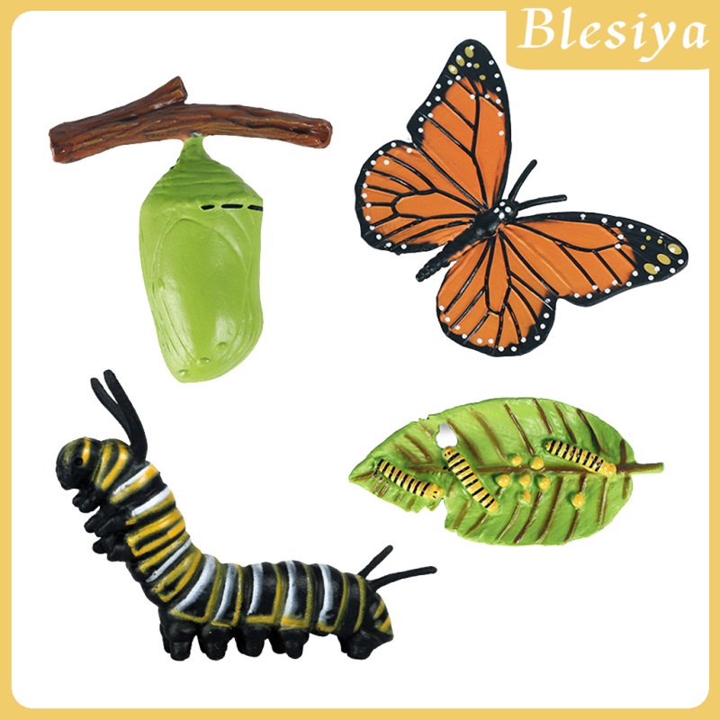 Set mô hình vòng đời của bướm dùng làm dụng cụ dạy học