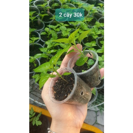 Ớt peru (ớt mắc nhất thế giới)