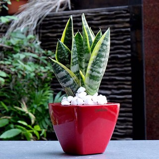 Lưỡi hổ Thái trung, Size để bàn