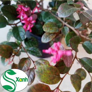 Cây Hồng Phụng Lá Tím Hoa Đỏ