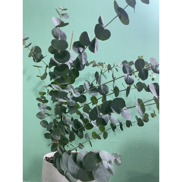 Cây Khuynh Diệp - Bạch Đàn - Dollar Silver, Cây Đôla bạc