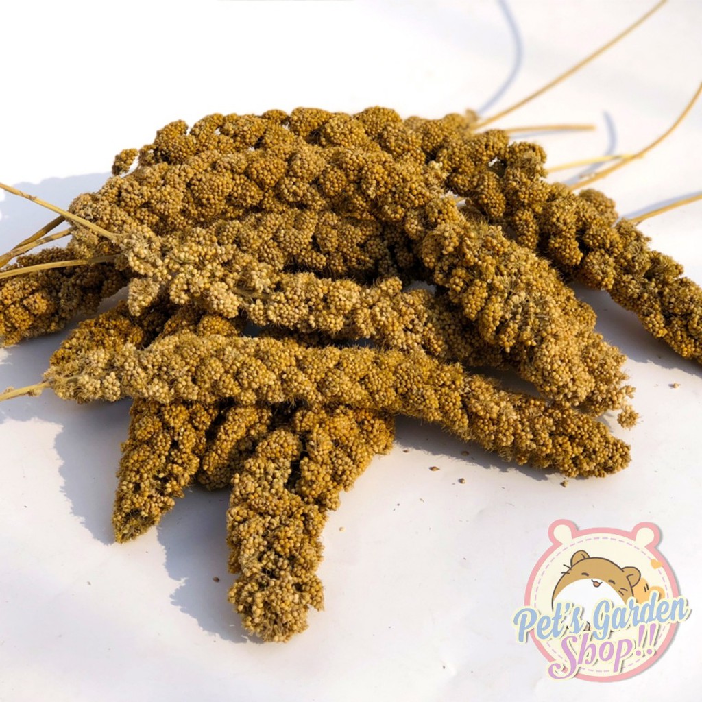 Kê chùm Gò Công - Thức ăn cho hamster, sóc, chim...