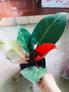 ĐẾ VƯƠNG ĐỎ