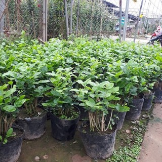 Combo 2 cây hoa nhài ta