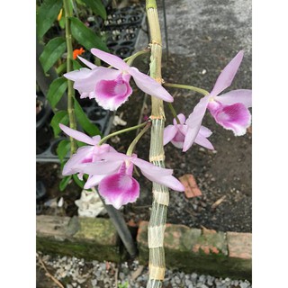 DÃ HẠC CHÂU NHƯ giống