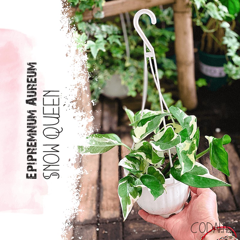 Cây Epipremnum aureum Snow Queen (Trầu Bà Nữ Hoàng Tuyết, Trầu Bà Cẩm Thạch, Trầu Bà Ngọc Thuỷ, Trầu Bà N Joy)