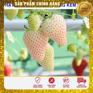 100 Hạt giống Dâu tây trắng kem Newzeland (tặng gói Kích nẩy mầm và Hướng dẫn) VIETSEED