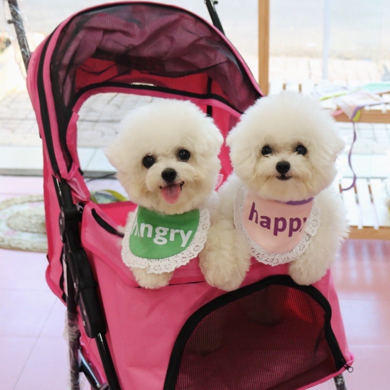 Áo Dây Hoa tặng Kèm Yếm Cho Thú Cưng