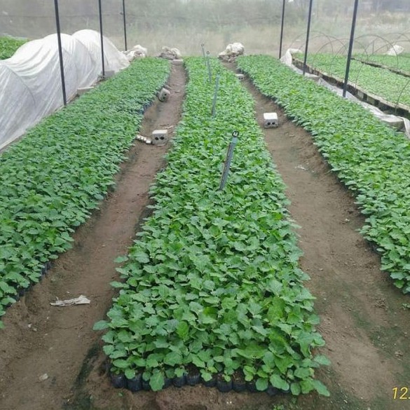 Hạt giống Cà gai leo Sadu, hạt giống thuần chủng tự nhiên (700 hạt)