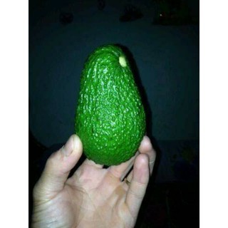 bơ pinkerton giống