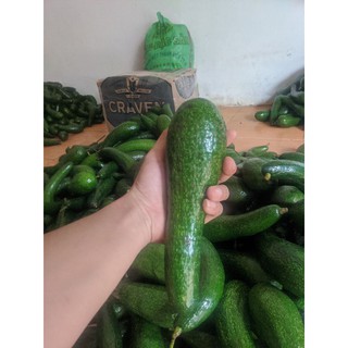 Bơ 034 Lâm Đồng loại 2-3