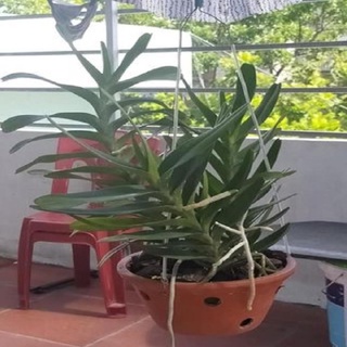 Hàng chuẩn hoa lan giáng hương hoàng nhạn tháng 4