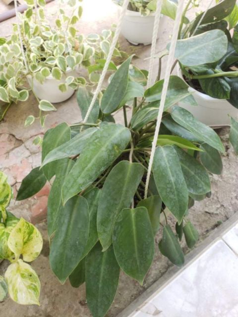 Trầu Bà Tỉ Phú