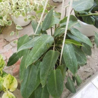 Trầu Bà Tỉ Phú