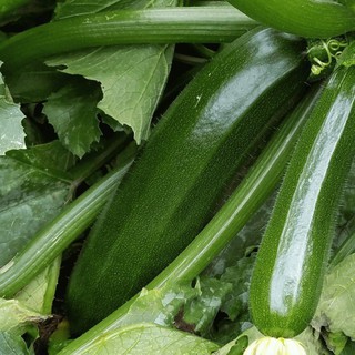 2Gr Hạt Giống Bí Ngòi Xanh Dar