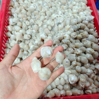 [ PHÚ NHUẬN] RĂNG MỰC 1 KG NET 7