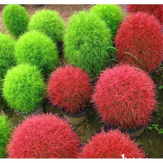 100 Hạt giống hoa Cỏ Đổi màu 