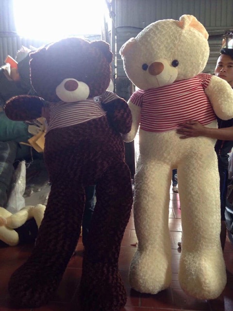 Teddy khổ vải m8