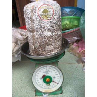 Phôi nấm sò trắng