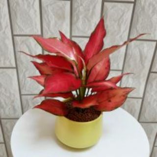 🍓 Cây Hồng Phát Lộc ( lá đỏ đậm )🍓