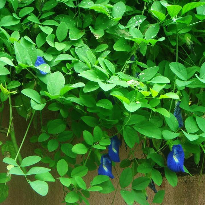 Hạt giống hoa đậu biếc