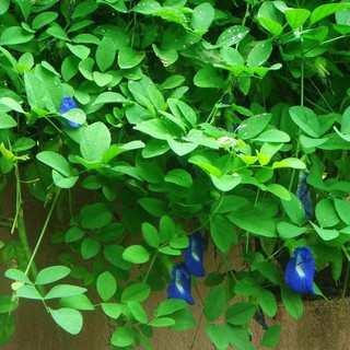 Hạt giống hoa đậu biếc giá rẻ - ship toàn quốc