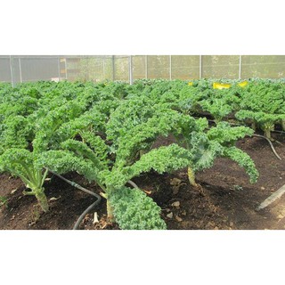 20 Hạt Giống Rau Kale ( cải xoăn xanh) [CHẤT LƯỢNG]