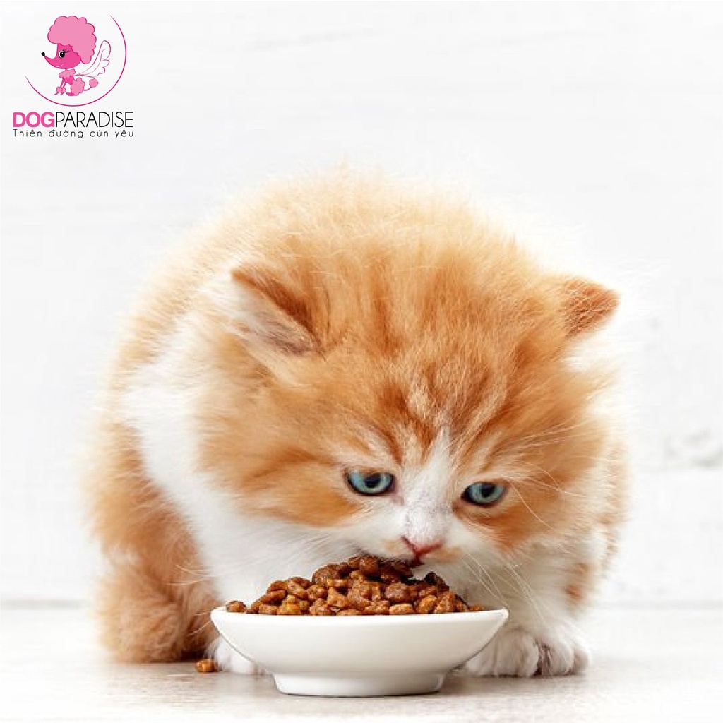 Thức ăn hạt cho mèo con Royal Canin Kitten - Dog Paradise