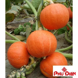 Hạt giống bí ngô đỏ mini 10 hạt  PHÚ ĐIỀN