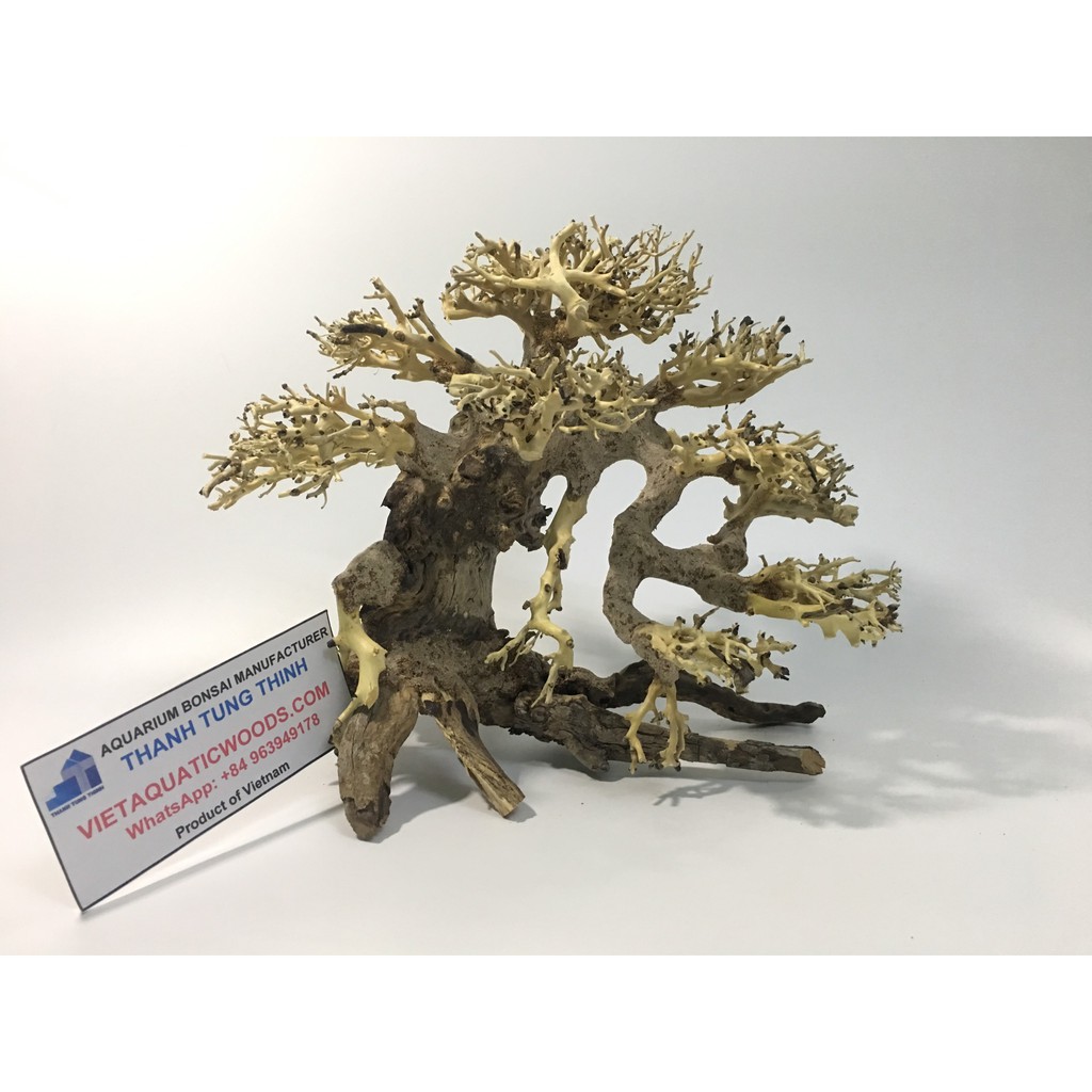 Cây Lũa Bonsai Thủy Sinh Tán Dài Size Trung - Cây Cảnh Hồ Cá