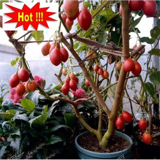 Hạt Giống Cà Chua Thân Gỗ - 10 Hạt