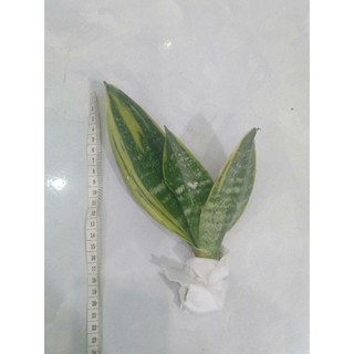 Cây lưỡi hổ Thái mini để bàn